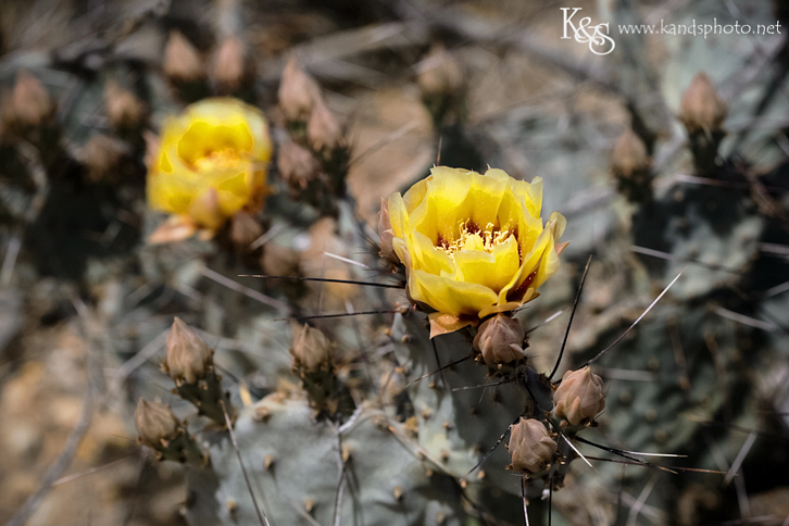 Dallas Wedding Photographers - K & S Photography