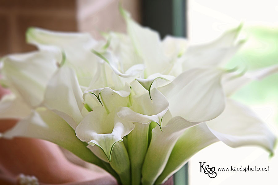 Dallas Wedding Photographers, K and S Photography. Adam and Stephanie - Dallas Wedding at St. Joseph's Catholic Church