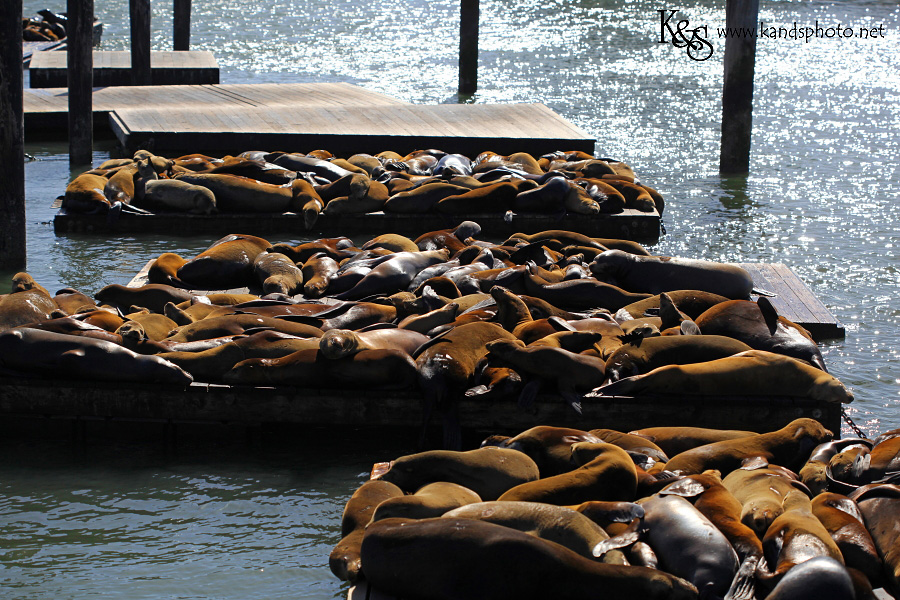 San Francisco Photography by Dallas Wedding Photographers, K & S Photography