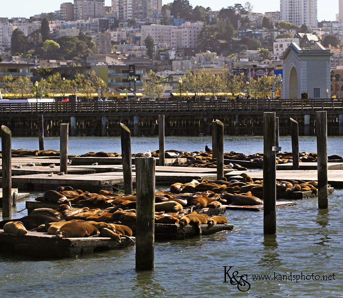 San Francisco Photography by Dallas Wedding Photographers, K & S Photography