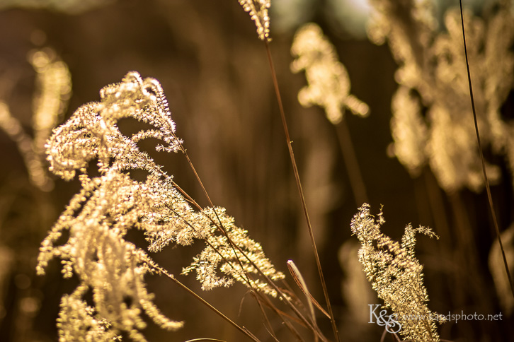 weddings at the laurel in grapevine