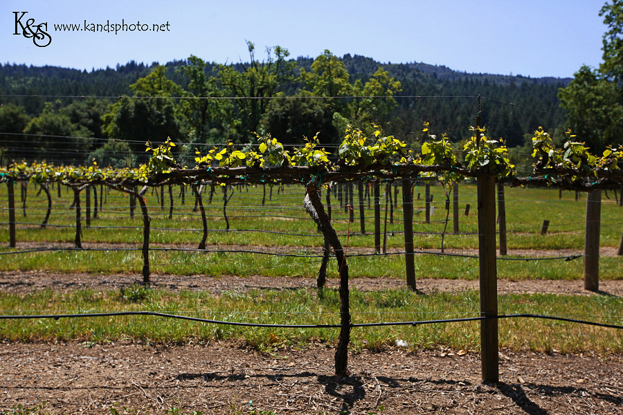 Wine Tasting in Napa Valley California | Napa Valley and Dallas Wedding Photographers