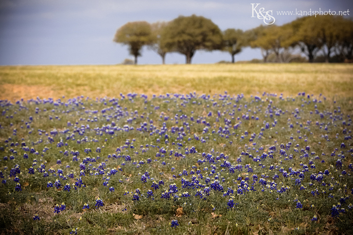 Dallas Wedding Photographers - K & S Photography