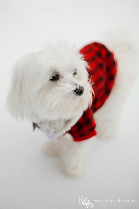 Dallas Engagement Photographers - K & S Photography