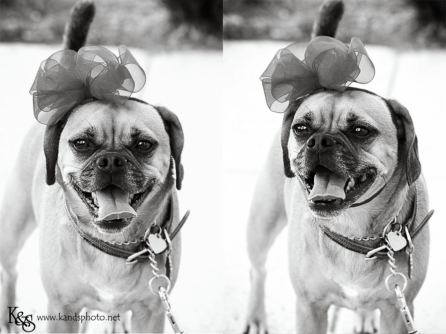 Amy's Furry Friend. Photographs by Dallas Photographers, K & S Photography