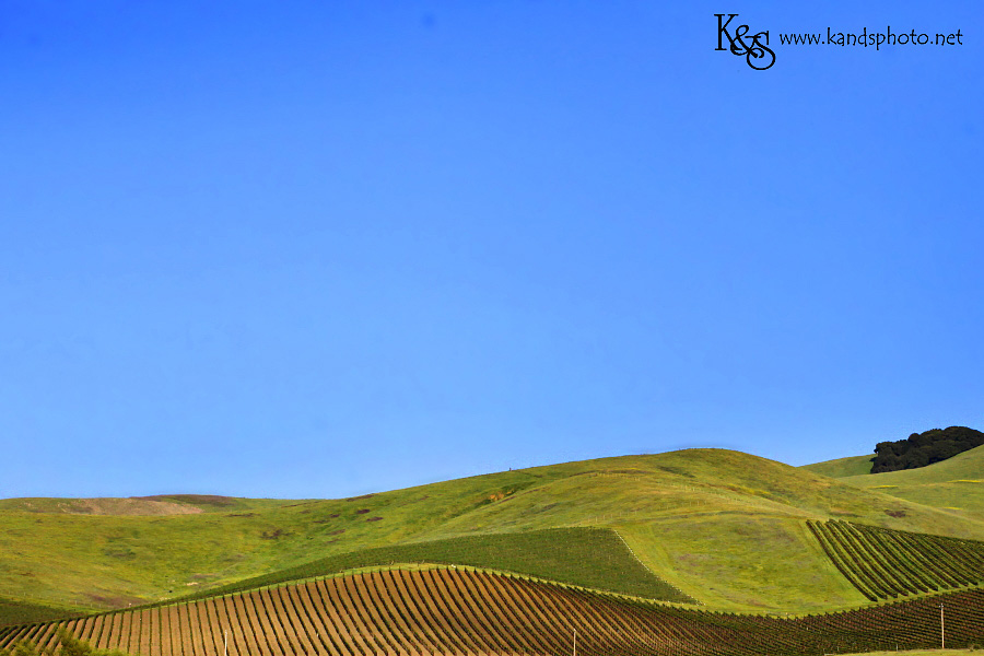 Wine Tasting in Napa Valley California | Napa Valley and Dallas Wedding Photographers