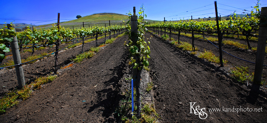 Wine Tasting in Napa Valley California | Napa Valley and Dallas Wedding Photographers