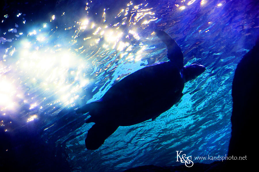 Benoit Family PIctures taken in Denver Colorado