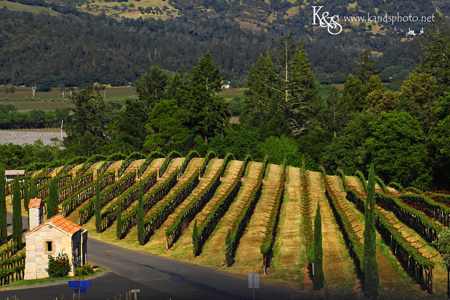 Wine Tasting in Napa Valley California | Napa Valley and Dallas Wedding Photographers