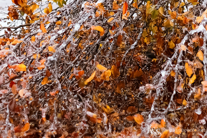 Dallas Wedding Photographers - K & S Photography