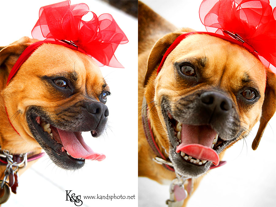 Amy's Furry Friend. Photographs by Dallas Photographers, K & S Photography