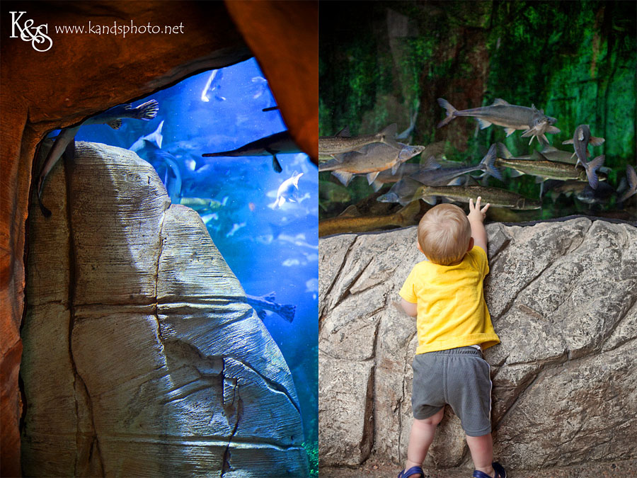 Benoit Family PIctures taken in Denver Colorado