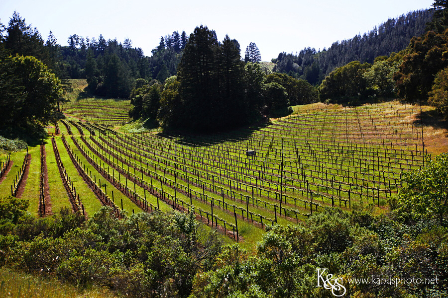 Wine Tasting in Napa Valley California | Napa Valley and Dallas Wedding Photographers