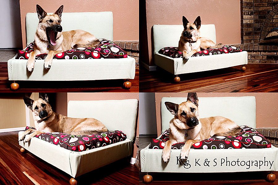 Porscha's doggie bed. Photography by dallas photographers, K & S Photography