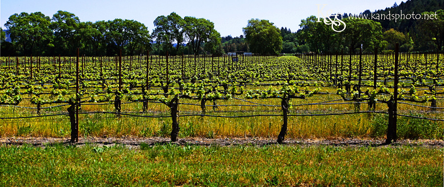 Wine Tasting in Napa Valley California | Napa Valley and Dallas Wedding Photographers