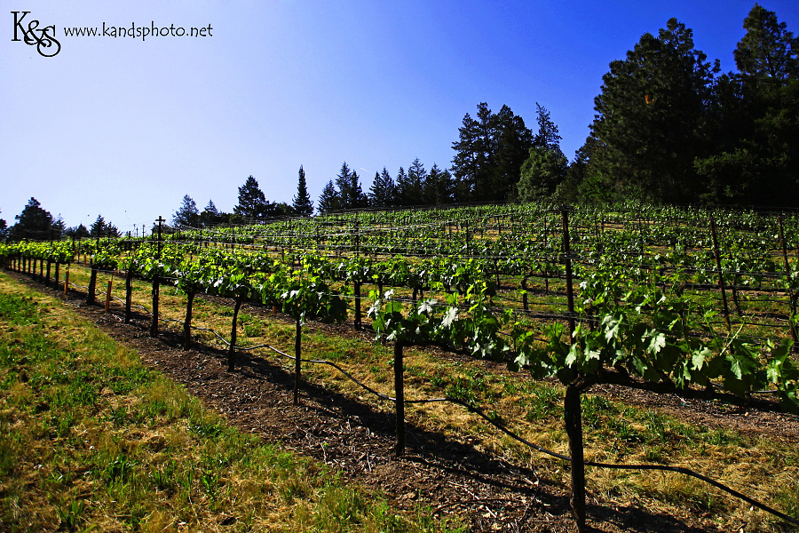 Wine Tasting in Napa Valley California | Napa Valley and Dallas Wedding Photographers