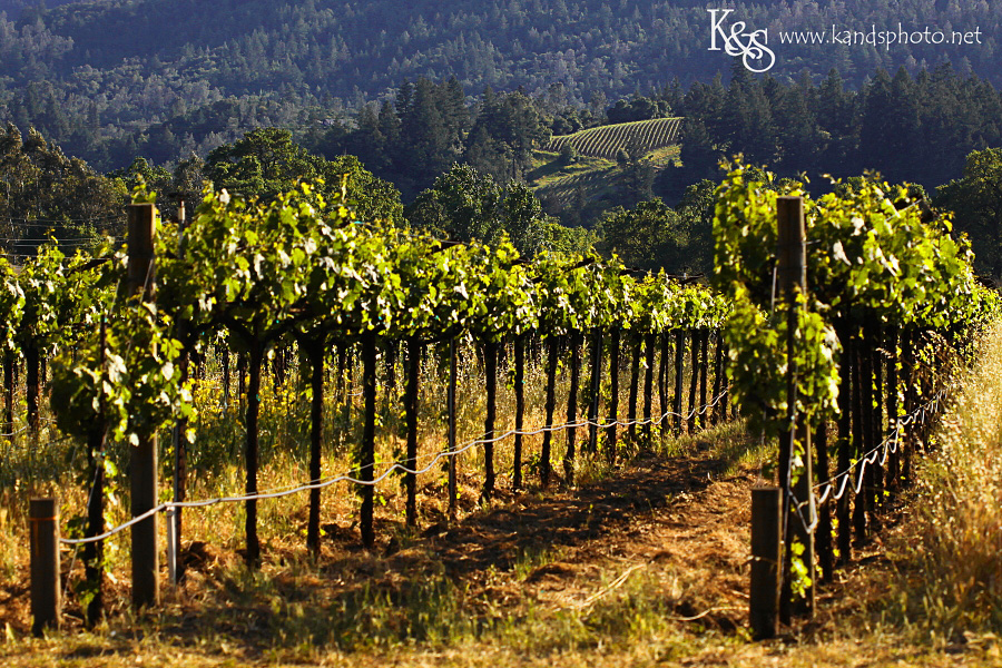 Wine Tasting in Napa Valley California | Napa Valley and Dallas Wedding Photographers