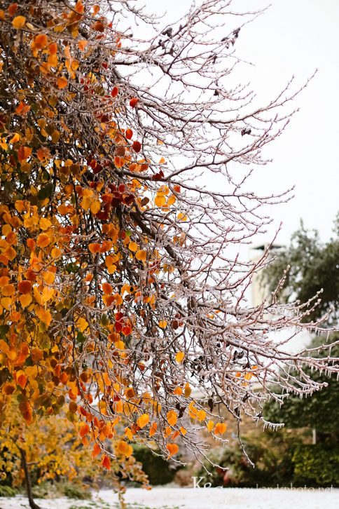 Dallas Wedding Photographers - K & S Photography