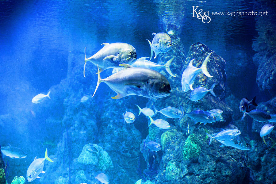 Benoit Family PIctures taken in Denver Colorado