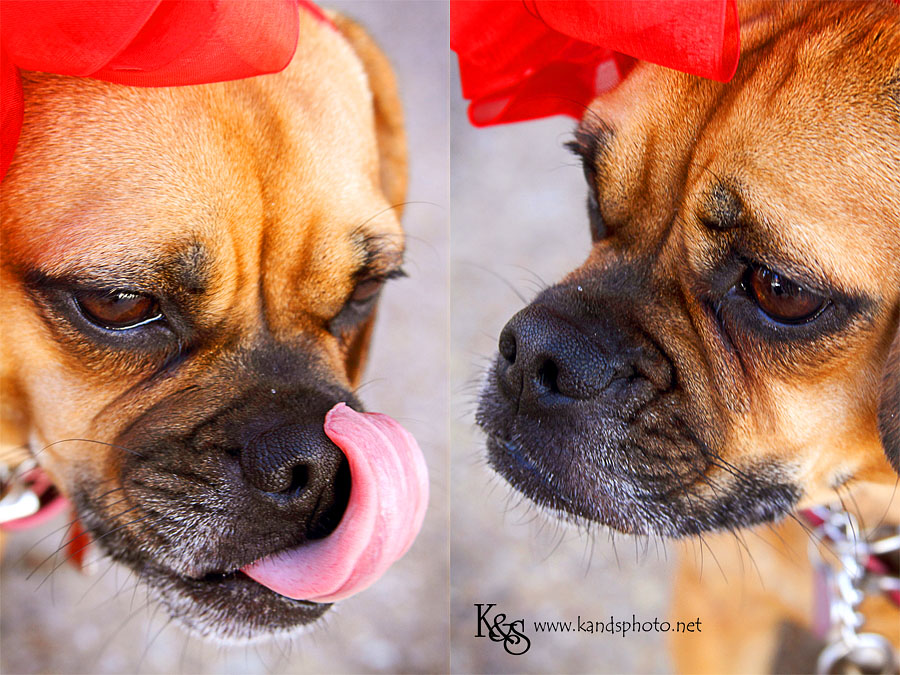 Amy's Furry Friend. Photographs by Dallas Photographers, K & S Photography