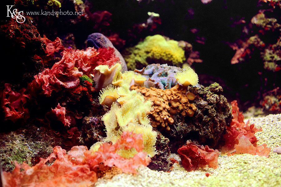 Benoit Family PIctures taken in Denver Colorado