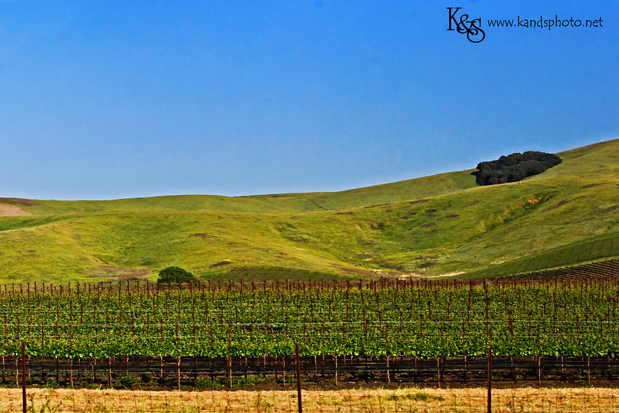 Wine Tasting in Napa Valley California | Napa Valley and Dallas Wedding Photographers