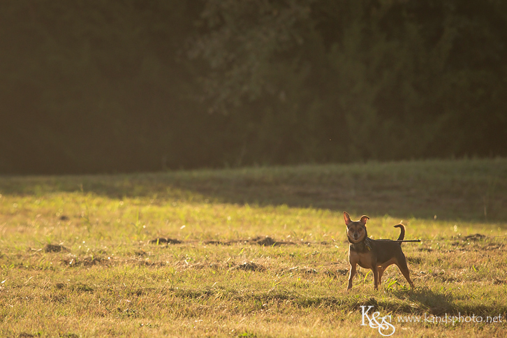 Dallas Family Photographers - K & S Photography