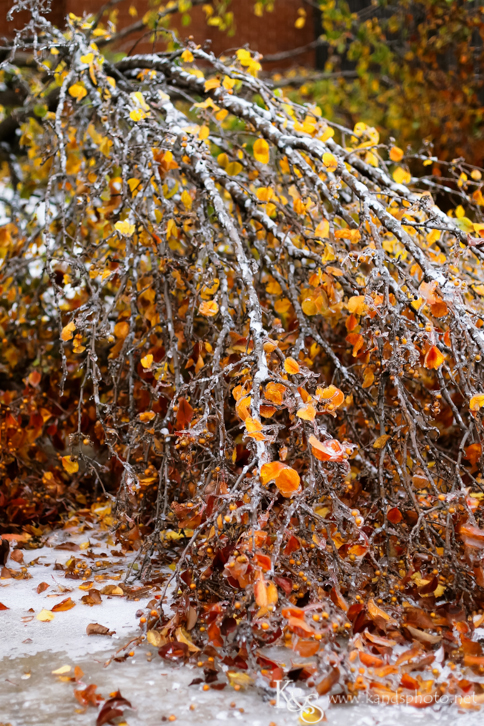 Dallas Wedding Photographers - K & S Photography