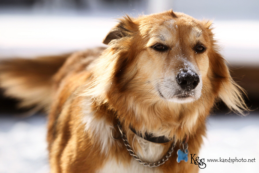 dallas-christmas-2012-snow010