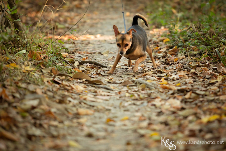 Dallas Family Photographers - K & S Photography