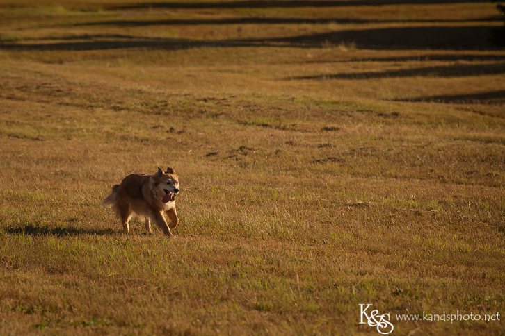 Dallas Family Photographers - K & S Photography