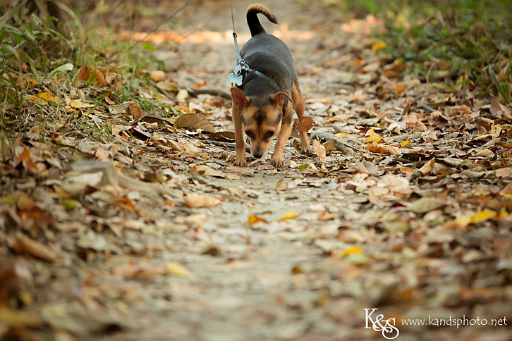 Dallas Family Photographers - K & S Photography