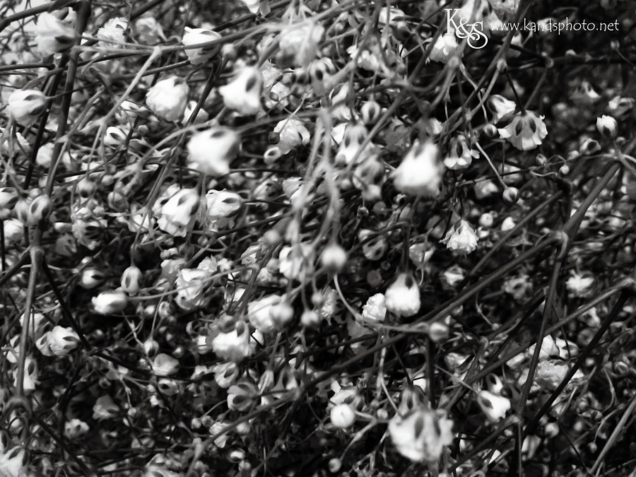 Dallas Wedding Photographers - K & S Photography