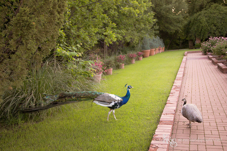 Clark Gardens Weddings by Dallas Wedding Photographers K&S Photography