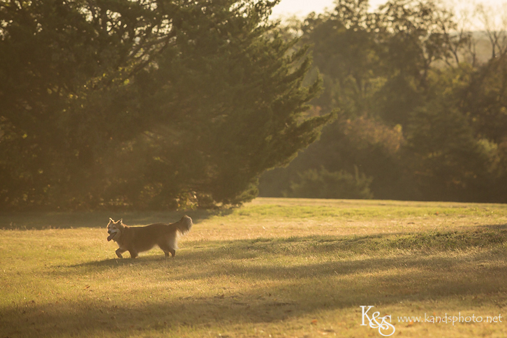 Dallas Family Photographers - K & S Photography