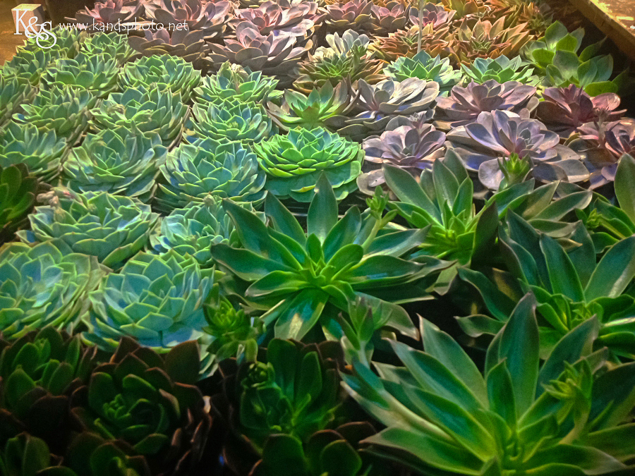 Dallas Wedding Photographers - K & S Photography