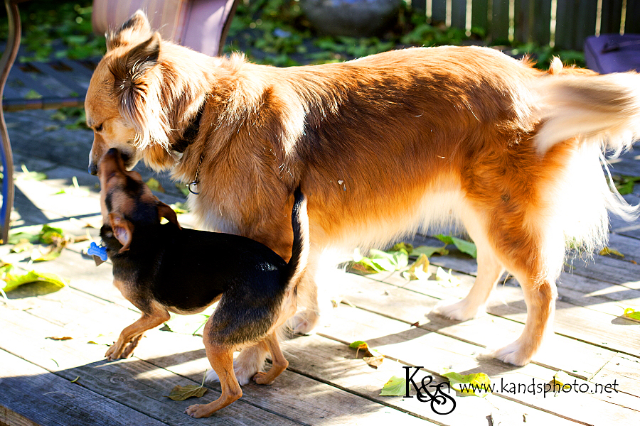 Pictures of Roxxy and Napoleon playing. Photographs by Dallas Photographers, K & S Photography