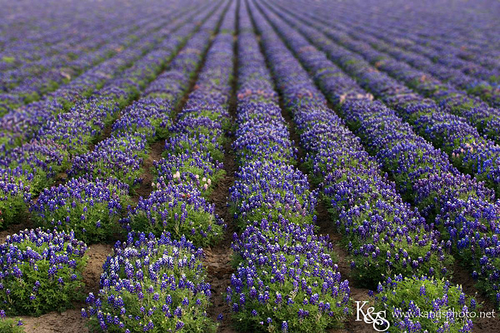 Dallas Wedding Photographers - K & S Photography