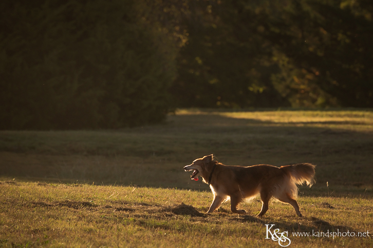 Dallas Family Photographers - K & S Photography