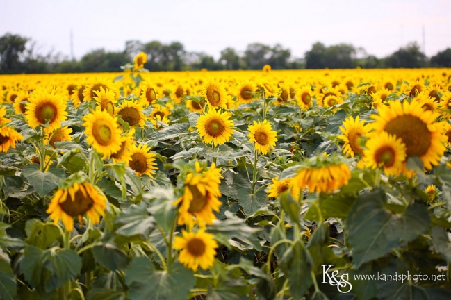 Dallas Photographers, K & S photography