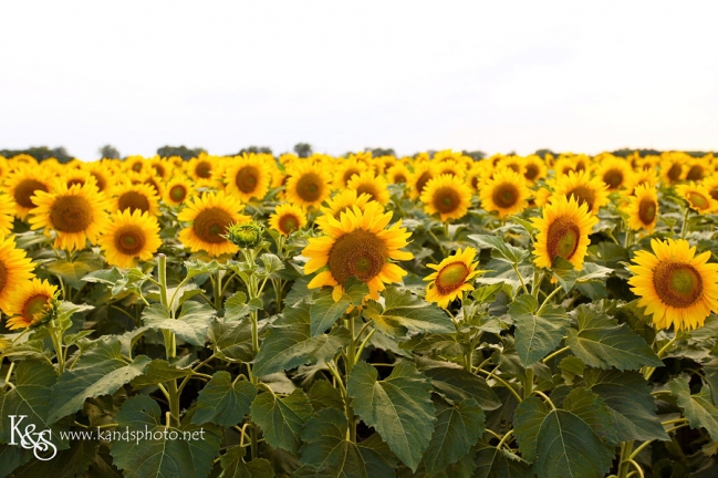 Dallas Photographers, K & S photography