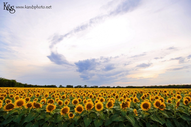 Dallas Photographers, K & S photography