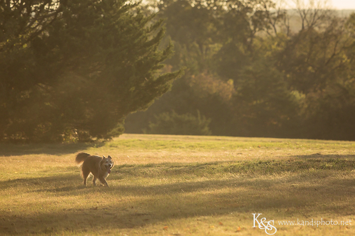 Dallas Family Photographers - K & S Photography
