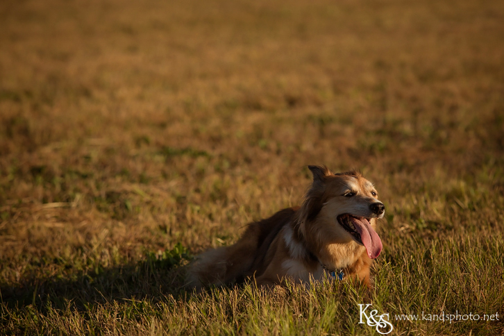 Dallas Family Photographers - K & S Photography