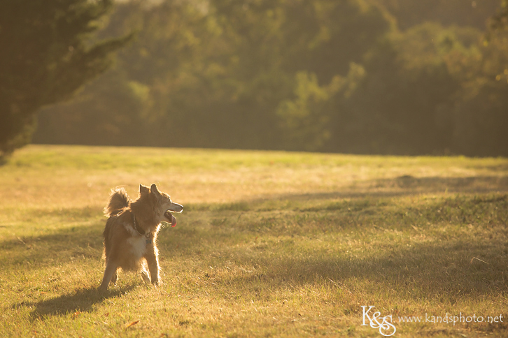 Dallas Family Photographers - K & S Photography