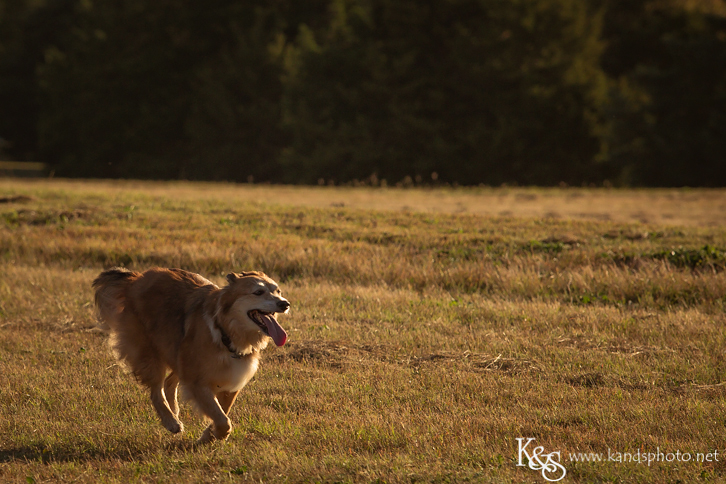 Dallas Family Photographers - K & S Photography