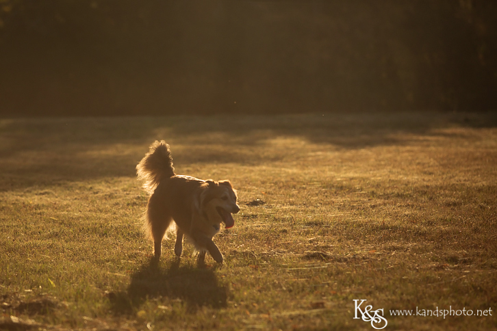 Dallas Family Photographers - K & S Photography