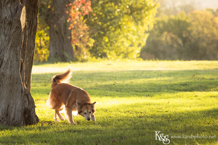 Dallas Family Photographers - K & S Photography