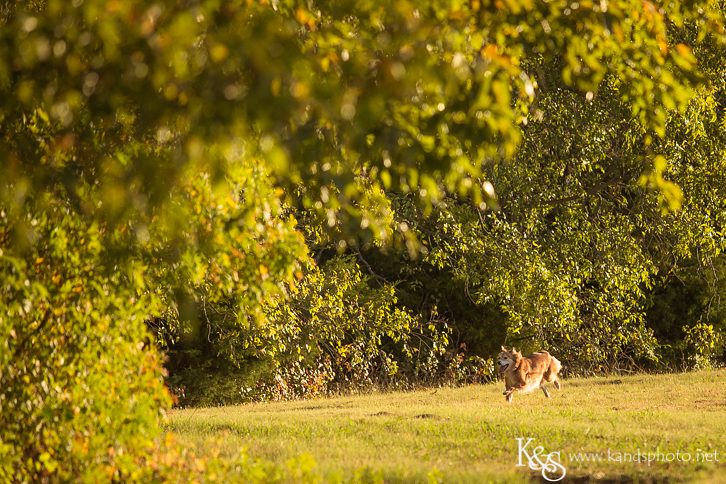 Dallas Family Photographers - K & S Photography
