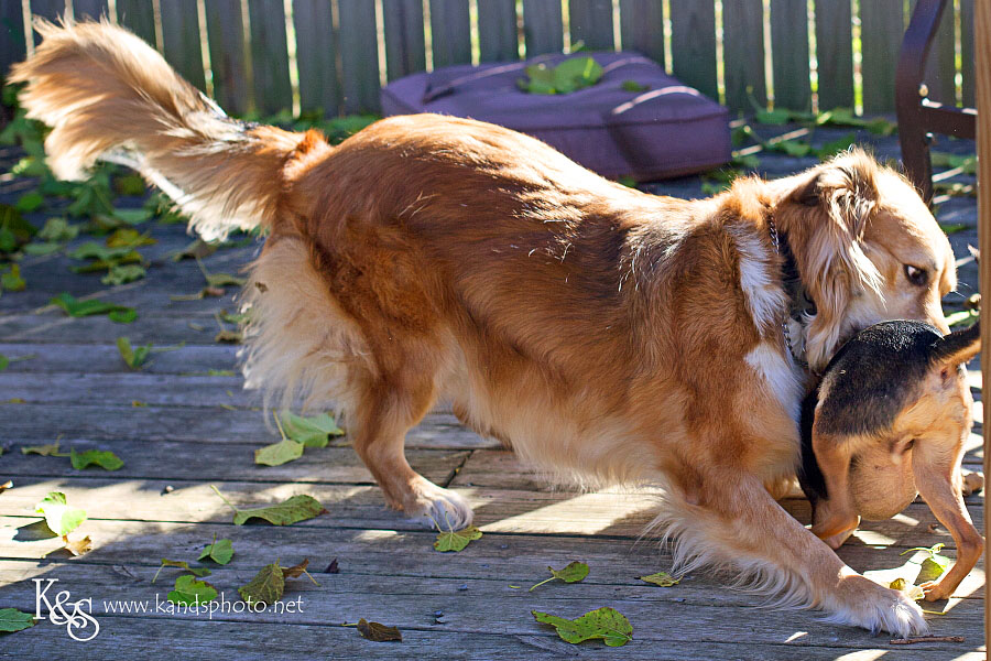 Pictures of Roxxy and Napoleon playing. Photographs by Dallas Photographers, K & S Photography